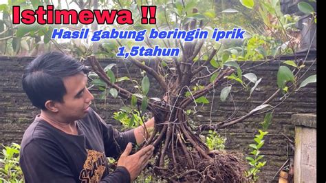 Bonsai Beringin Iprik Gabungan Proses Pindah Ground YouTube