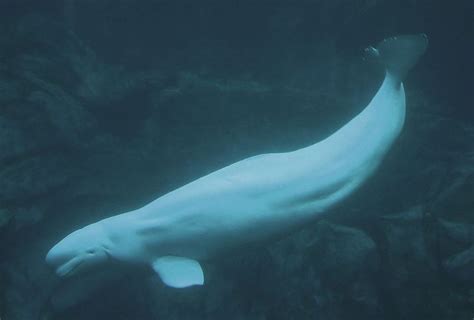 Beluga whale at the Atlanta aquarium. Photo by Greg Hume | A-roving I ...