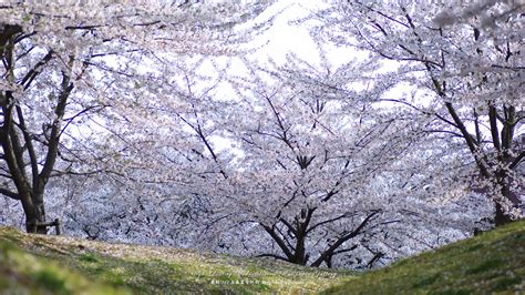 自然風景のワイド壁紙 1920x1080：広瀬公園の桜 3｜無料ワイド高画質壁紙館