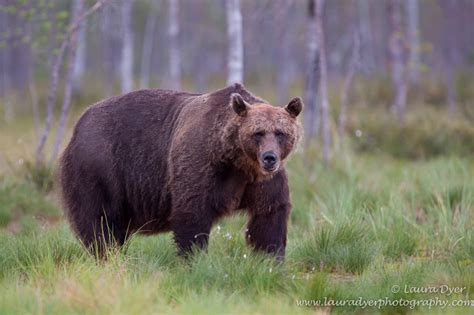 European Brown Bear in Taiga Forest