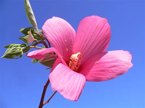 Southern Belle Hibiscus Moscheutos Hibiscus Moscheutos H Flickr