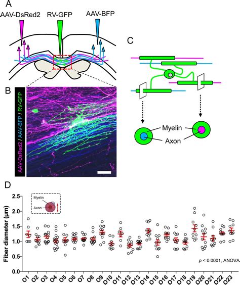 Selective And Controlled Myelin Formation By Individual Interfascicular