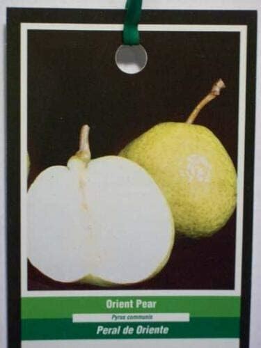 4 5 Orient Pear Tree Fruit Plant More Sweet Juicy Pears