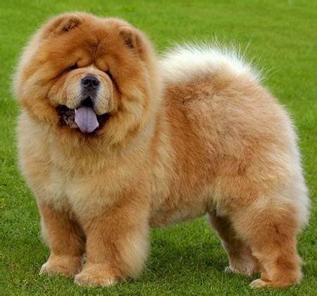 Chow Chow Dog Information | Characteristics | Traits | Facts