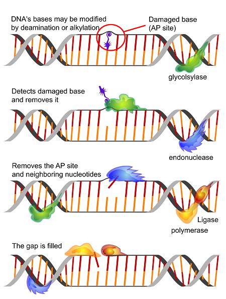 Dna Polymerase Definition Structure And Function Lesson