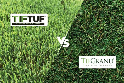 Tifway Bermuda Grass Its Also Used On Football Soccer And