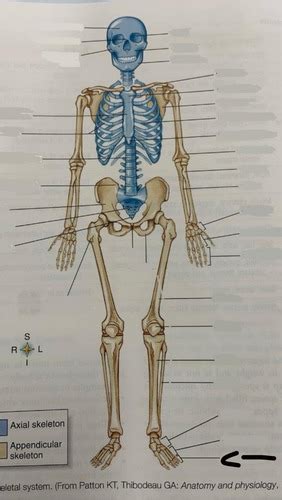 Chapter 7 The Skeletal System Diagram Flashcards Quizlet