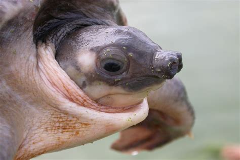 Pig Nosed Turtle Turtles Of The World · Inaturalist