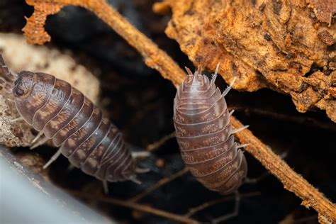 Curly Woodlouse Joshua Coogler Flickr