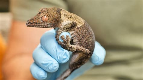 Steve And Aneeshwar Go Wild Series Fossa And Gecko Bbc Iplayer