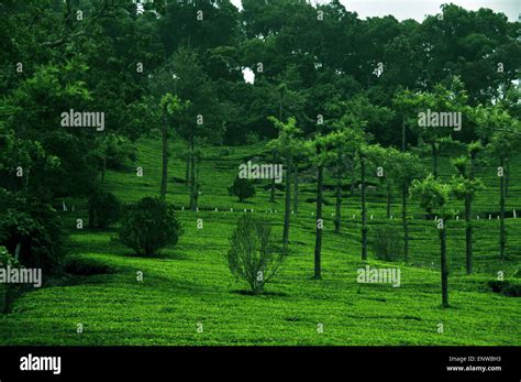 Tea plantation Munnar Stock Photo - Alamy