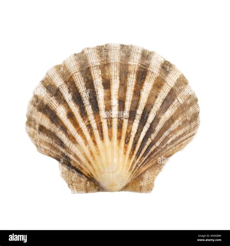 Scallop Shell Hi Res Stock Photography And Images Alamy