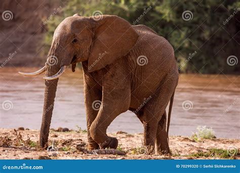 Acqua Potabile Maschio Enorme Dell Elefante Africano Ad Un Waterhole