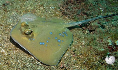 Blue-spotted stingray - Moalboal Reef Species