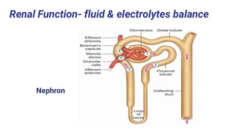 Chhd Renal Diseases Nephrology Flashcards Quizlet