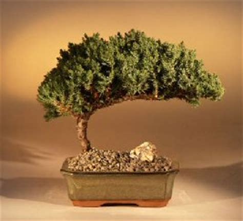 Explore The Beauty Of Bonsai Trees At Amazing Bonsai Trees Blog Bonsai