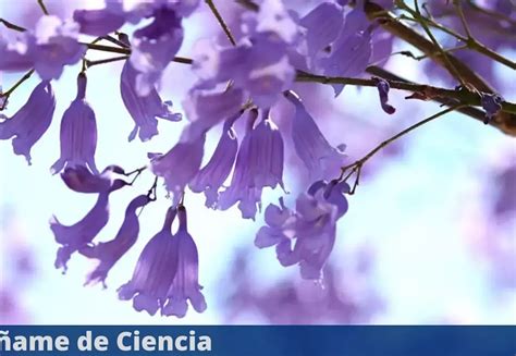 Descubre Las Propiedades Medicinales De La Flor De Jacaranda México Head Topics