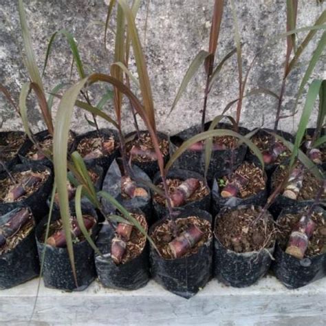 Jual Produk Nusantara LR049 Bibit Tebu Hitam Ireng Tanaman Tebu