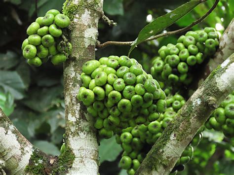 Ficus Nota Male At Bukit Piton Fr East Sabah The Figs Of Borneo