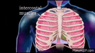 Respiaratory System In Humans Assessment