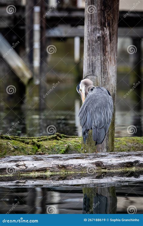 Great Blue Heron Preening And Cleaning Its Feathers While Standing On A