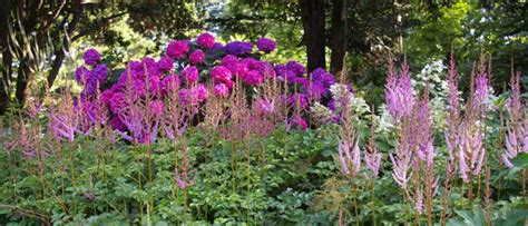 Astilbe A Gem In The Shade Garden