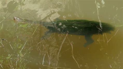 Turtle Basking In Gardiners Creek Kooyong Koot Flood Water 19