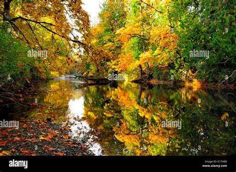 Fall Colours Reflect Off The Trees On The Koksilah River Near Duncan