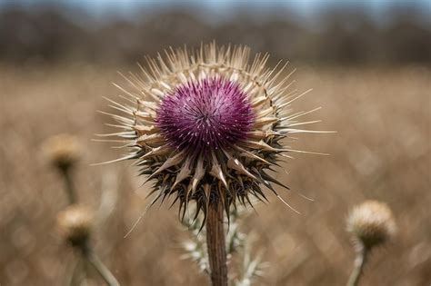 Premium Photo An Isolated Dried Thistle Flower In A Field