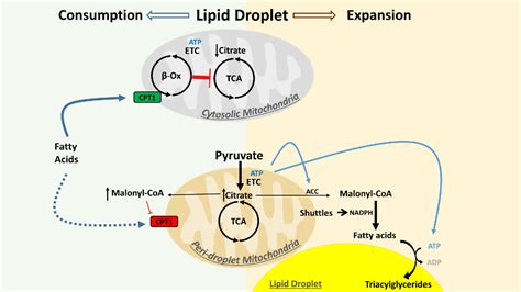 Mitochondria Bound To Lipid Droplets Where Mitochondrial Dynamics