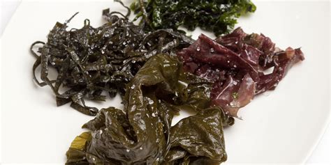 Kelp Food