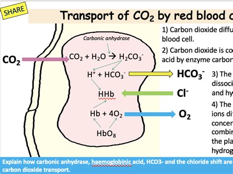 Haemoglobin Role And Reactions A Level Teaching Resources