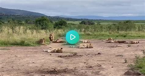 Pride Of Tree Climbing Lions Beautiful Africa Album On Imgur