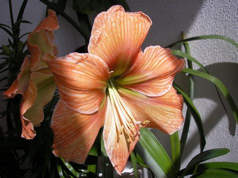 Amaryllis Hd Wallpaper Rare Gallery