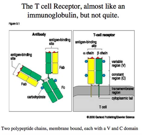 B And T Cells And Mhc Flashcards Quizlet