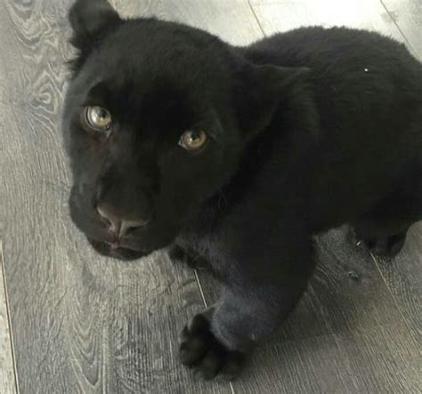 Baby Black Panther : r/pics