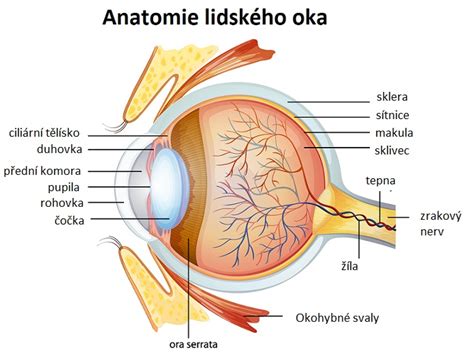 Jak vlastně funguje lidské oko Rehabilitace info