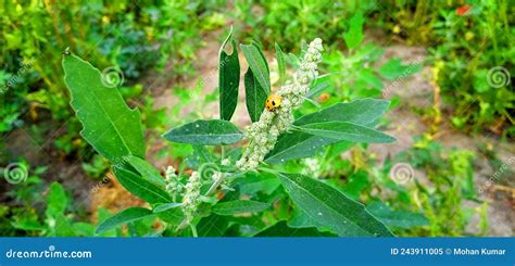 Wild Spinach Or Goosefoot Bathua Plant Fruits Snap Stock Image Image