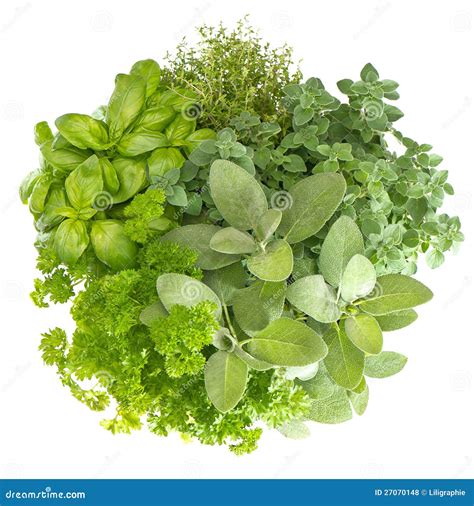 Variety Fresh Herbs Isolated On White Stock Photo Image Of Fresh