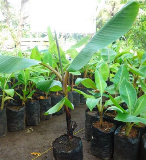 Cara Menanam Pohon Pisang Agar Cepat Berbuah