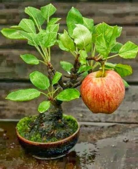 Best Bonsai Tree Apple The ultimate guide | leafyzen