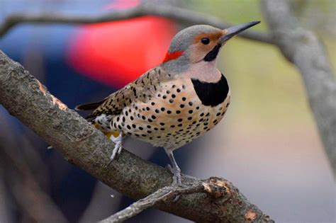 State birds across America: See every state bird across the United States