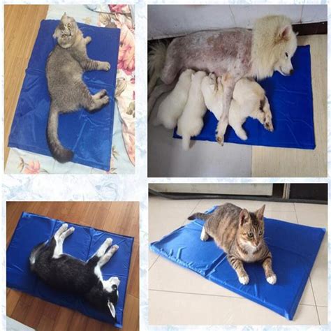 Tapis Rafra Chissant Pour Chien Et Chat Boutique Maman