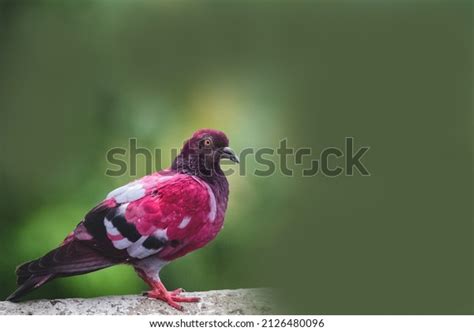 Rare Pigeon: Over 1,116 Royalty-Free Licensable Stock Photos | Shutterstock