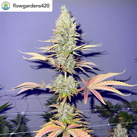 Pink Pineapple #5 - 100 Feminized Seeds