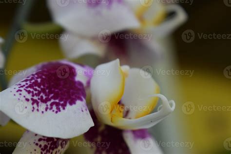 Beautiful Tiger Orchid flowers 19278433 Stock Photo at Vecteezy