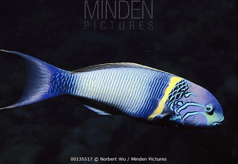 Surge Wrasse stock photo - Minden Pictures