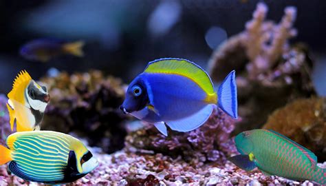 Ultimate Nano Reef Tank Setup Guide Aquarium Connection