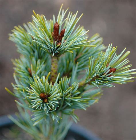 Photo Of The Cone Of Japanese White Pine Pinus Parviflora Azuma Posted By Joy