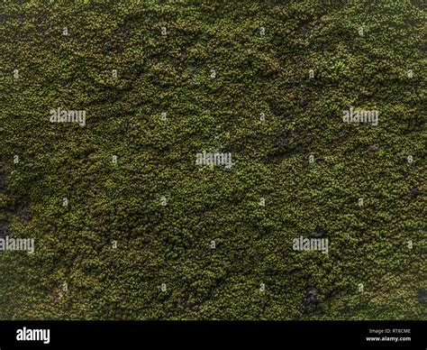 Textura de musgo verde fotografías e imágenes de alta resolución Alamy